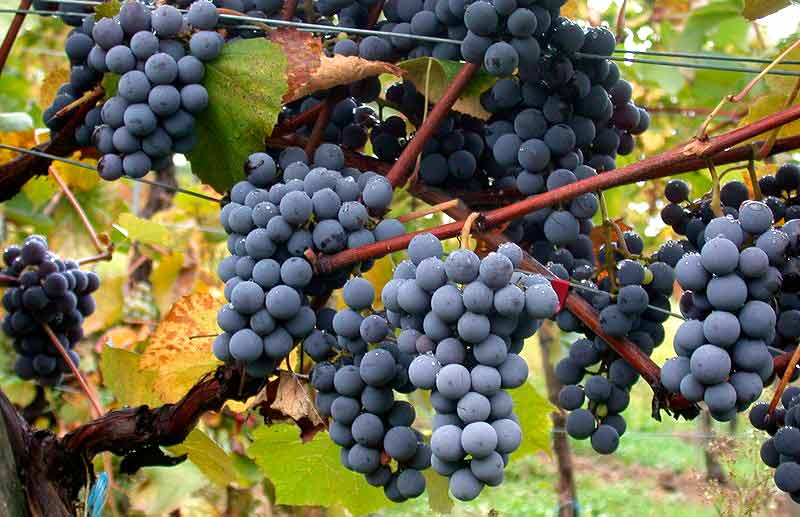 ¿El vino tiene madre?