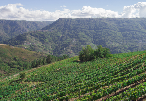 foto-bodega-arnoya