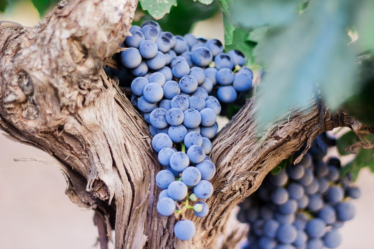 ¿Cómo afecta la sequía al viñedo?
