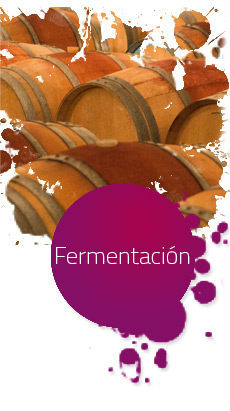 Proceso Fermentacion